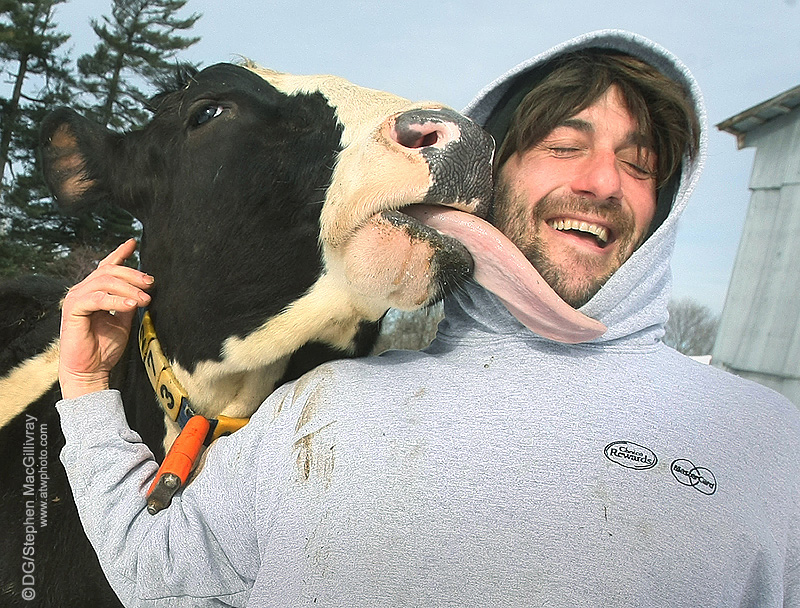 CowLick.jpg