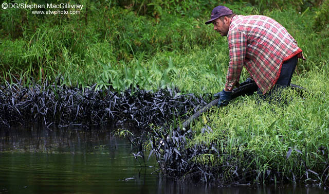 Removing Oil