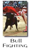 Bull Fighting