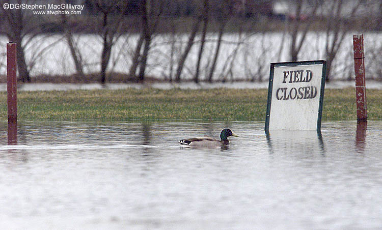 Duck weather